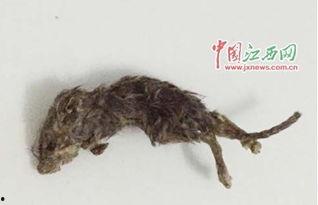 变异老鼠吃瓜视频播放在线观看,惊悚瞬间，在线观看揭秘