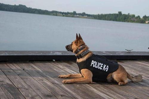 警犬吃瓜视频播放全集,视频全集带你领略萌犬风采