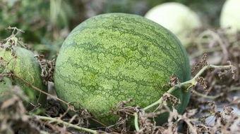 兰州吃瓜高清在线视频,高清在线视频带你领略瓜果飘香