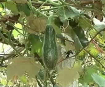 红河吃瓜视频,揭秘当地特色美食与风土人情