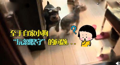 吃瓜小狗现场视频播放,吃瓜小狗趣味视频大盘点