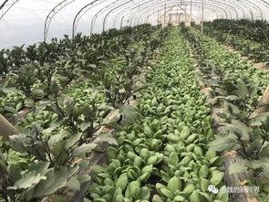 吃瓜黄河视频,揭秘民间故事背后的真相