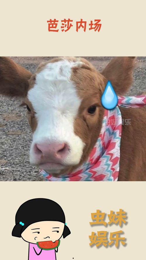 抖音吃瓜搞笑素材视频,笑料百出，欢乐无限