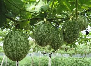 圆吊瓜怎么做菜吃的视频,创意家常菜制作教程